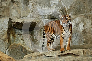 Siberian tigers, Panthera tigris altaica, resting and playing in the rocky mountain area.