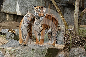 Siberian tigers, Panthera tigris altaica, resting and playing in the rocky mountain area.