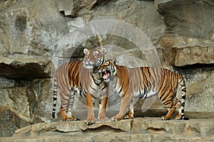 Siberian tigers, Panthera tigris altaica, resting and playing in the rocky mountain area.