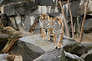 Siberian tigers, Panthera tigris altaica, resting and playing in the rocky mountain area.