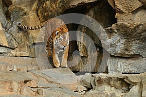 Siberian tigers, Panthera tigris altaica, resting and playing in the rocky mountain area.