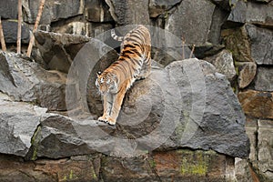 Siberian tigers, Panthera tigris altaica, resting and playing in the rocky mountain area.