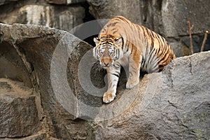 Siberian tigers, Panthera tigris altaica, resting and playing in the rocky mountain area.