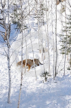 Siberian tigers in snow