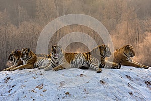Siberian Tigers in snowy winter photo
