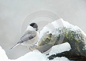 Siberian tit perching on branch in winter