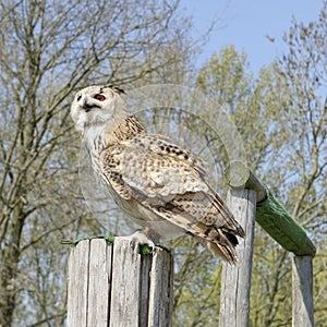 Siberian Uhu