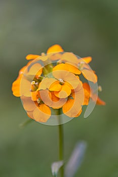 Siberian wallflower, Erysimum x allionii Siberian Orange, orange flower