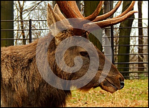 Siberian Wapiti