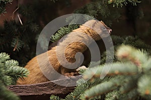 Siberian weasel