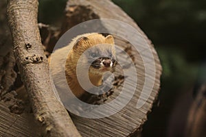 Siberian weasel photo