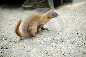 Siberian weasel (Mustela sibirica) or kolonok