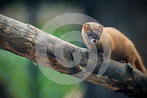 Siberian weasel (Mustela sibirica) or kolonok