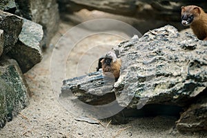 Siberian weasel (Mustela sibirica) or kolonok