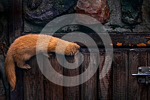 Siberian weasel, Mustela sibirica, mink animal in the stone wall. Urban wildlife from Russia. Kolonok