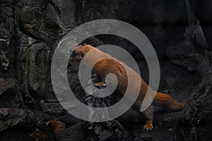 Siberian weasel, Mustela sibirica, mink animal in the stone wall. Urban wildlife from Russia. Kolonok, orange f