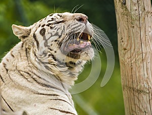 A Siberian white tiger bares his fangs as he growls sleepily photo