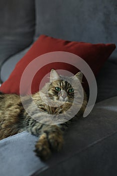 Siberiano cat at the sofa photo