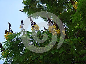 Sibipiruna flowers