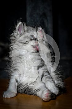 Sibirian cat young kitten in a swedish home