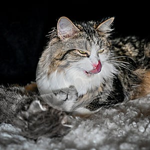 Sibirian cat young kitten in a swedish home