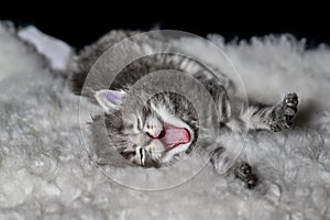 Sibirian cat young kitten in a swedish home