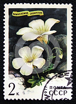 Sibirian flower Saxifraga Sibirica, series, circa 1977