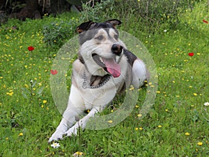 Sibirian Husky between the Anemones and Chrysanthemums