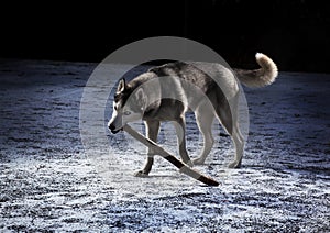 Sibirian Husky