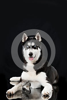 Sibirian husky lying on black background