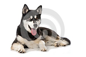 Sibirian Husky lying isolated on white