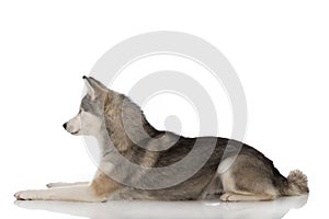 Sibirian husky lying isolated on white background