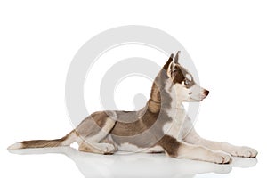 Sibirian husky puppy lying isolated on white background