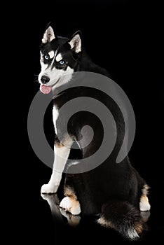 Sibirian Husky sitting on black