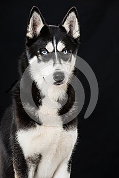 Sibirian husky sitting on black background