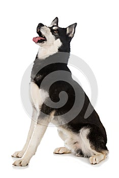 Sibirian Husky sitting on white background