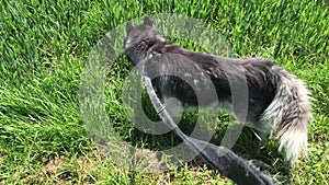 Sibirian husky sniffs on grass