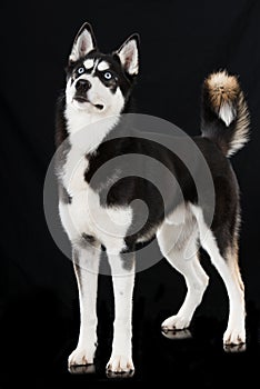 Sibirian husky standing on black background