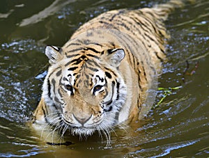 Sibirian Tiger standing in water