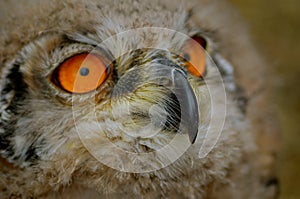 Sibiricus Eagle-owl owlet