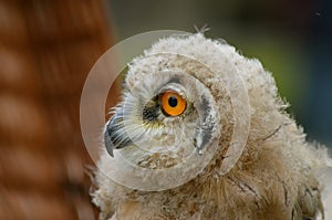 Sibiricus Eagle-owl owlet