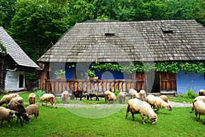 Sibiu in Romania openair museum historical folk buildings and sheep