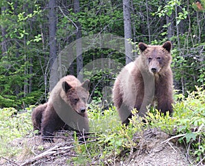 Sibling Grizzlies