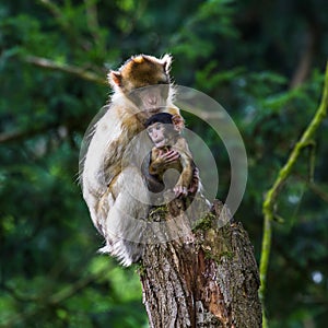 A sibling minds a baby Barbary macaque