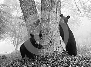 Siblings. Black bear yearling hanging around a tree in the mountians in black and white. photo