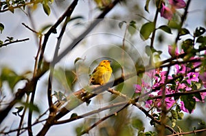 A graceful thoughtful Sicalis flaveola on the Bougainvillea branch photo