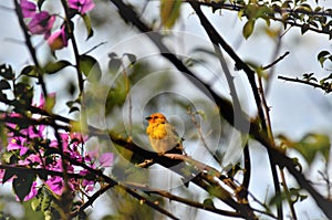 A shy Sicalis flaveola in the cold of autumn photo