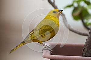 Saffron Seringue (Sicalis flaveola). Bird in freedom waiting to eat photo