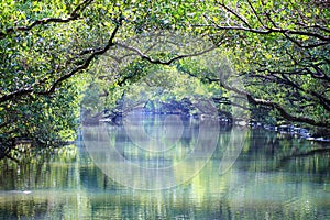 Sicao Mangrove Green Tunnel, Tainan, Taiwan