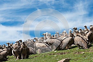 SICHUAN, CHINA - SEP 20 2014: Vulture at Sky burial site in Larung Gar. a famous Lamasery in Seda, Sichuan, China.